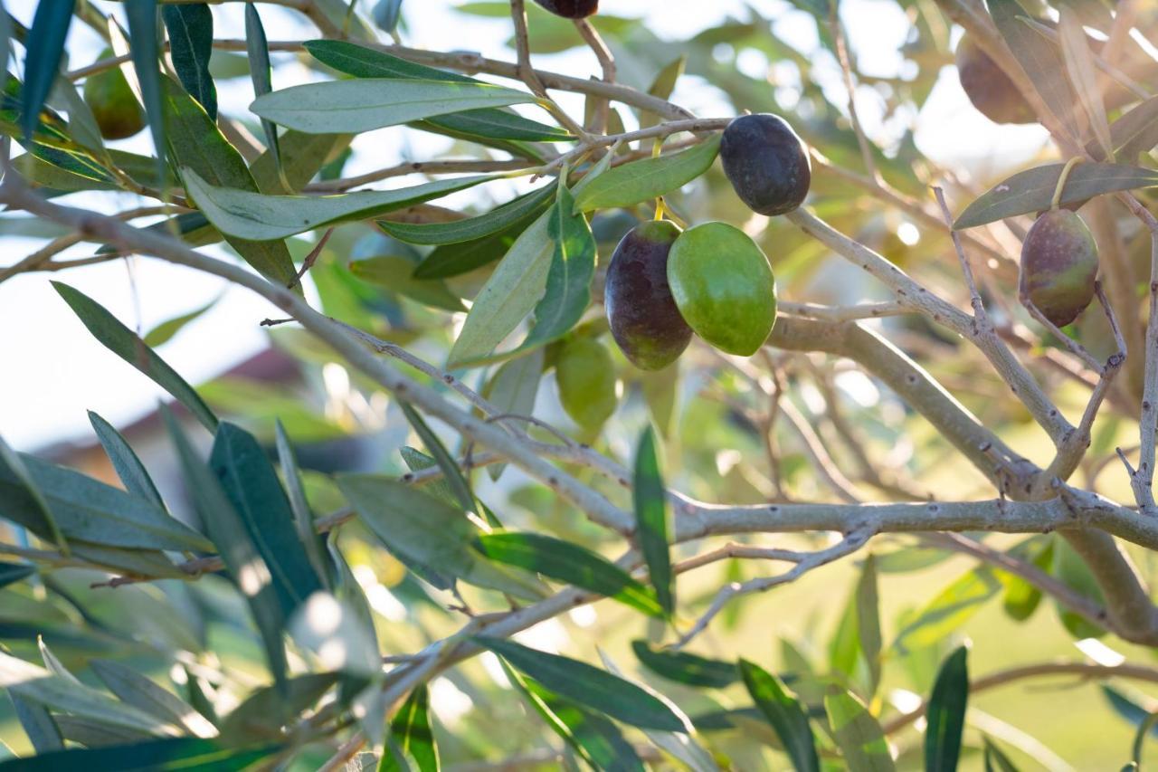 Agriturismo Terre Di Castiglione กาส์ตีจลิโอเน เดลลา เปสกายา ภายนอก รูปภาพ