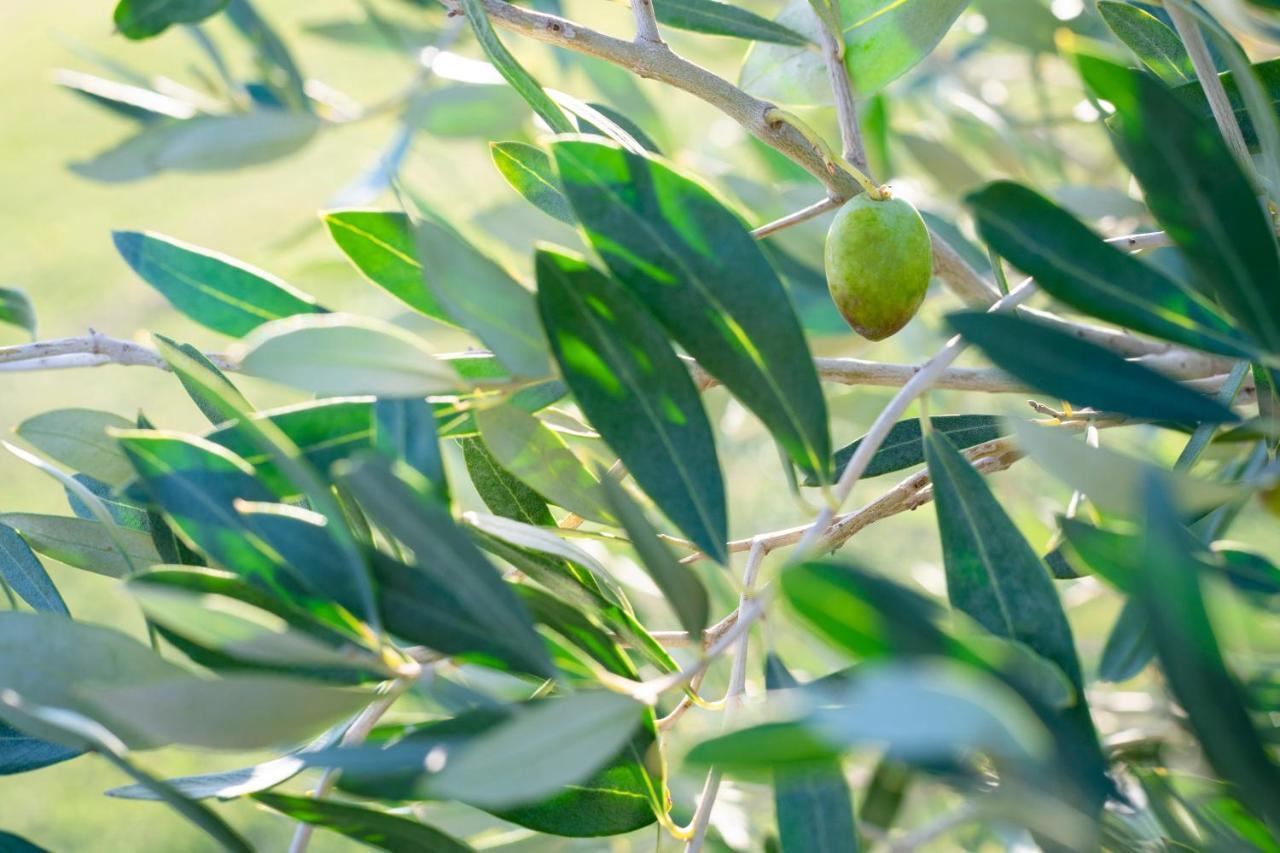 Agriturismo Terre Di Castiglione กาส์ตีจลิโอเน เดลลา เปสกายา ภายนอก รูปภาพ